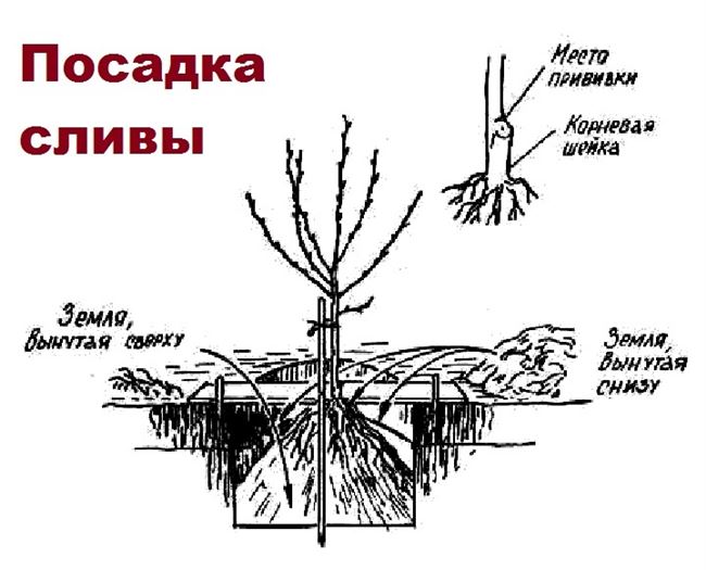 Высадка в почву