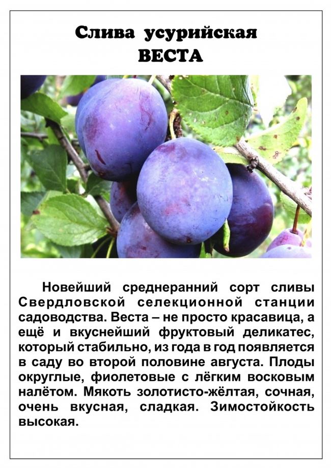 Посадка и выращивание