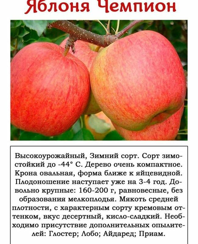 Описание сорта яблонь Аэлита, характеристика морозоустойчивости и регионы выращивания