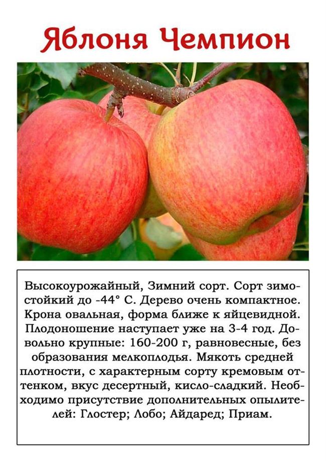 Описание сорта яблонь Аэлита, характеристика морозоустойчивости и регионы выращивания