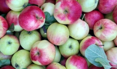Ботаническое описание и агротехника выращивание яблони сорта Башкирский красавец