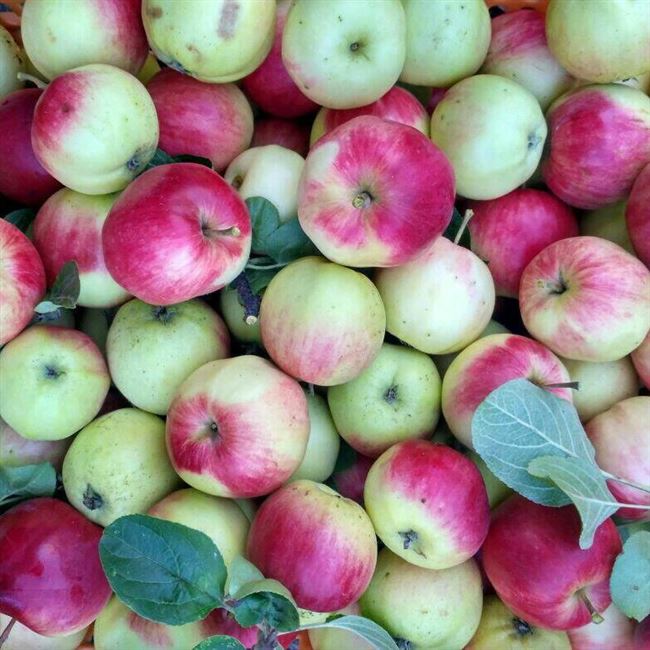 Ботаническое описание и агротехника выращивание яблони сорта Башкирский красавец