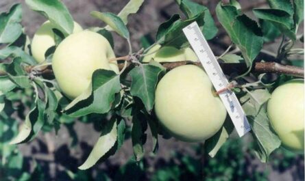 Яблоня белоснежка описание сорта