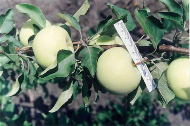Яблоня белоснежка описание сорта