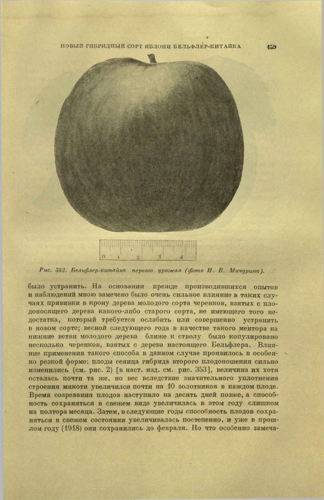 Яблоня Бельфлер Башкирский: описание сорта и его фото, правила ухода за деревом, отзывы садоводов