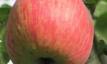 Описание яблони сорта Бельфлер-китайка