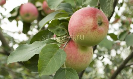 Зимняя яблоня Беркутовское