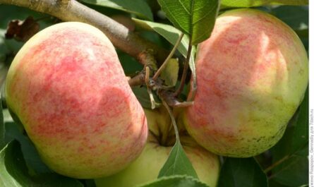 Уникальная по урожайности яблоня Вербное: фото, характеристики, советы по уходу