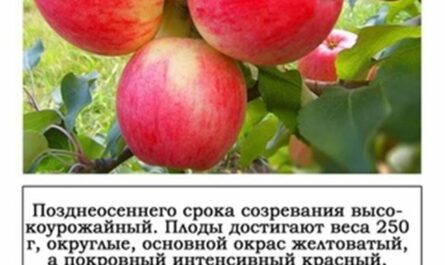 Летние сорта яблок с фото и описанием