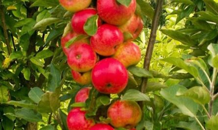 Колоновидные сорта яблони