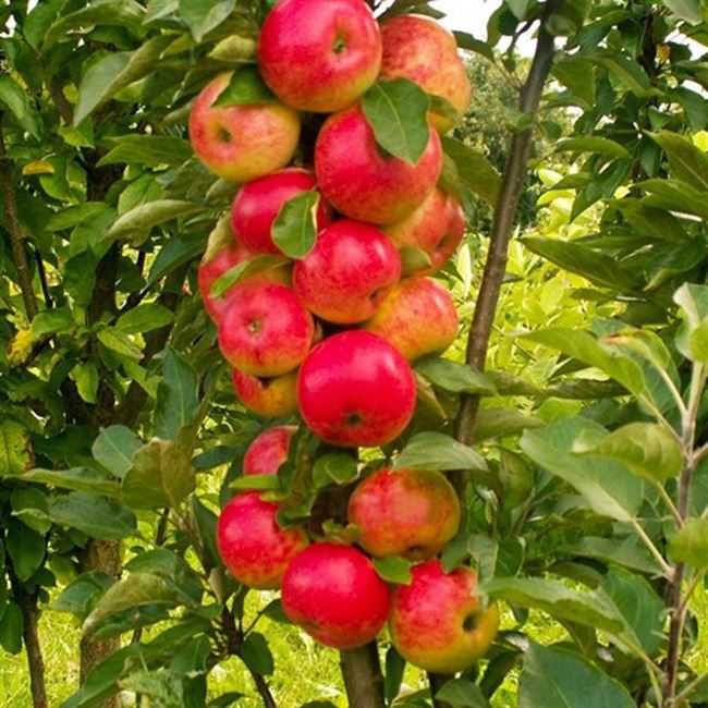 Колоновидные сорта яблони