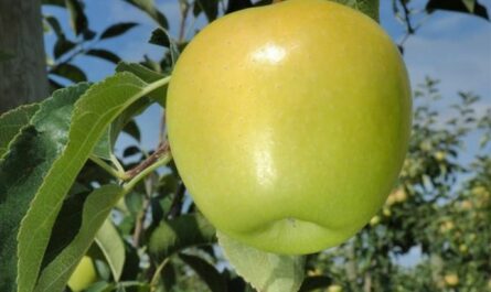 Сорт яблони Голден Делишес – сладкий любимец садоводов