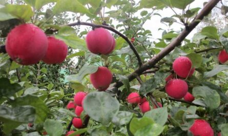 Хорошо перенесет самую холодную зиму сорт яблонь Горноалтайский