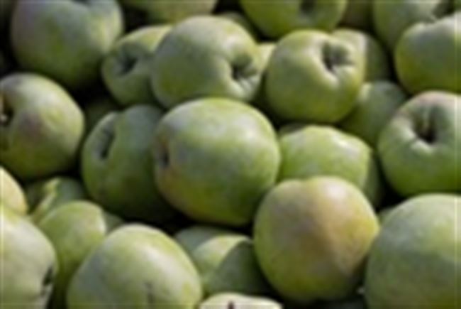 Сорт яблони Горный Синап: фото, характеристики, рекомендации по выращиванию
