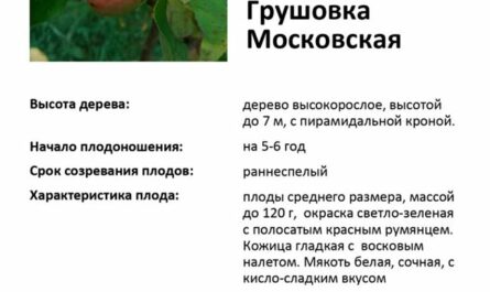 Яблоня «Грушовка Московская»: характеристика и описание сорта