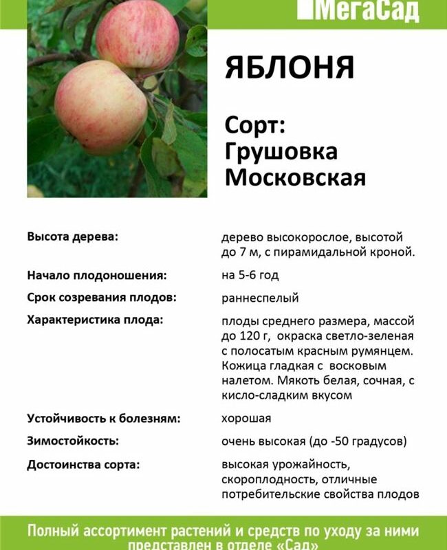 Яблоня «Грушовка Московская»: характеристика и описание сорта