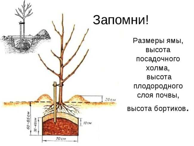 Посадка саженцев сливы