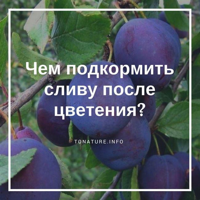 Когда и как подкармливать сливу?