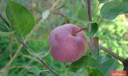 Популярные сорта яблонь для ленинградской области