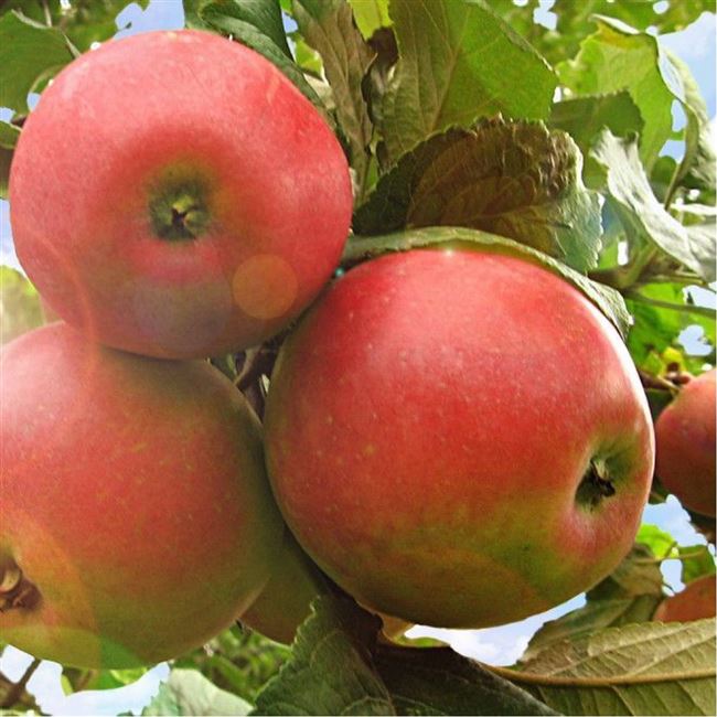 Описание сорта яблони Ермаковское горное
