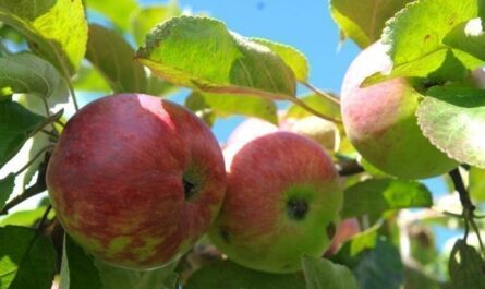 Описание сорта яблони Желанное