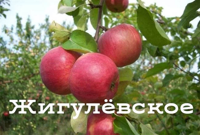 Сорт яблони Жигулевское – описание, морозостойкость, урожайность, фото и отзывы