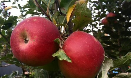 Описание сорта яблони Зарево