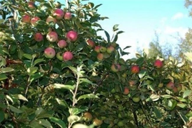 Описание сорта яблони Зарянка