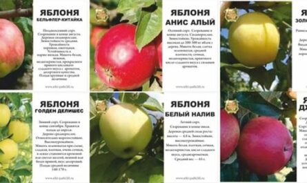 Описание сорта яблони Золотое Летнее: посадка, уход, болезни и вредители