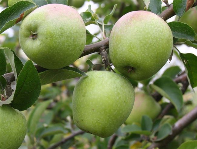 Описание сорта яблони Россошанское Вкусное (Изумительное), выращивание и уход
