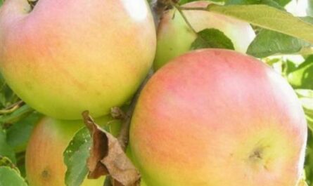 Описание сорта яблони Имрус