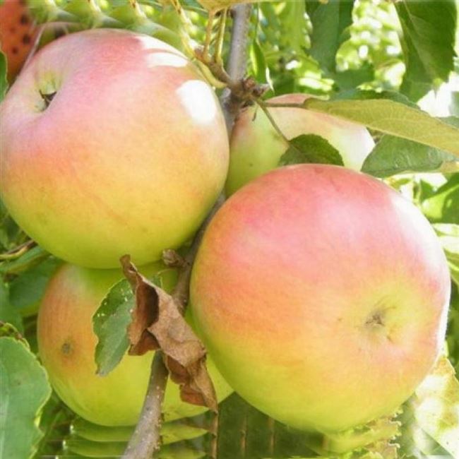 Описание сорта яблони Имрус