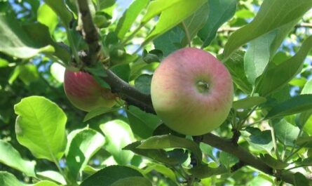 Скороплодная и ранняя яблоня Июльское Черненко: описание, фото, отзывы
