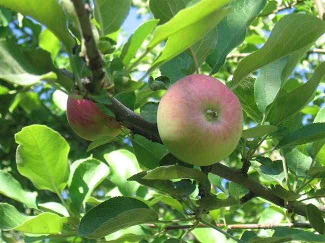 Скороплодная и ранняя яблоня Июльское Черненко: описание, фото, отзывы