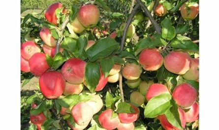 Сортовая яблоня Кандиль орловский: описание сорта, фото