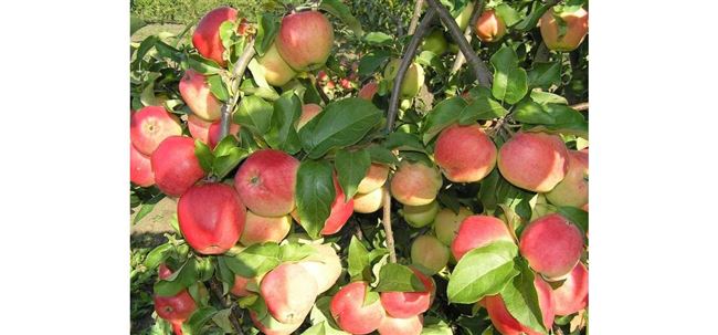 Сортовая яблоня Кандиль орловский: описание сорта, фото