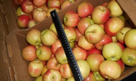 Сорт крымских яблок: описание и фото