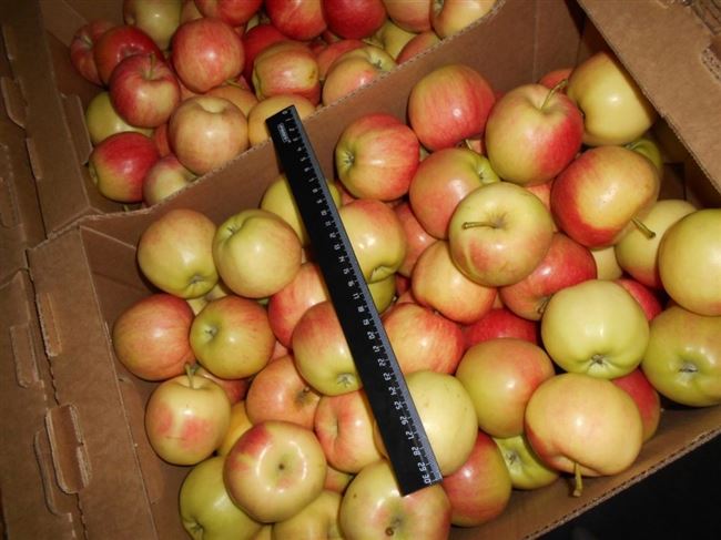 Сорт крымских яблок: описание и фото