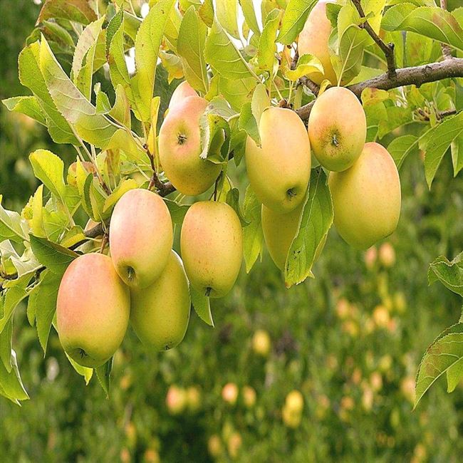 Яблоня крымское описание сорта