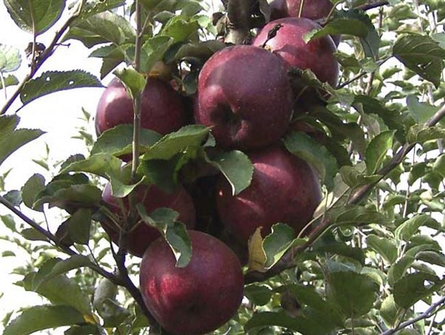 Описание алого сорта яблок Кубанское Багряное и характеристики, достоинства и недостатки