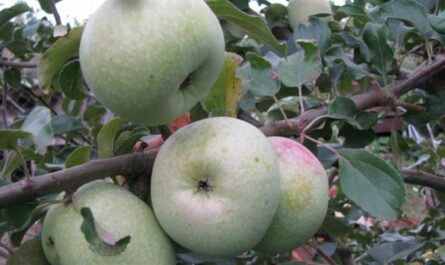 Вас порадует своими плодами и долгим сроком хранения сорт яблок Кутузовец