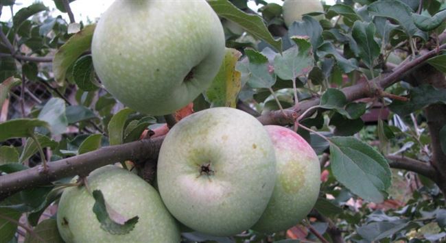 Вас порадует своими плодами и долгим сроком хранения сорт яблок Кутузовец