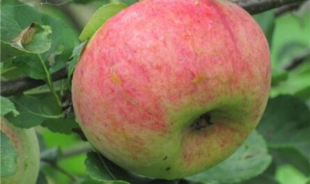Сорта яблонь для Ленинградской области