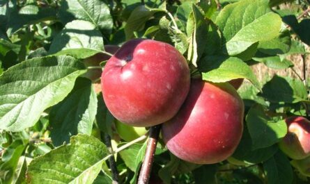 Описание и характеристика сорта яблони Либерти, особенности посадки и ухода