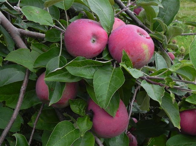 Описание сорта яблони Лойко