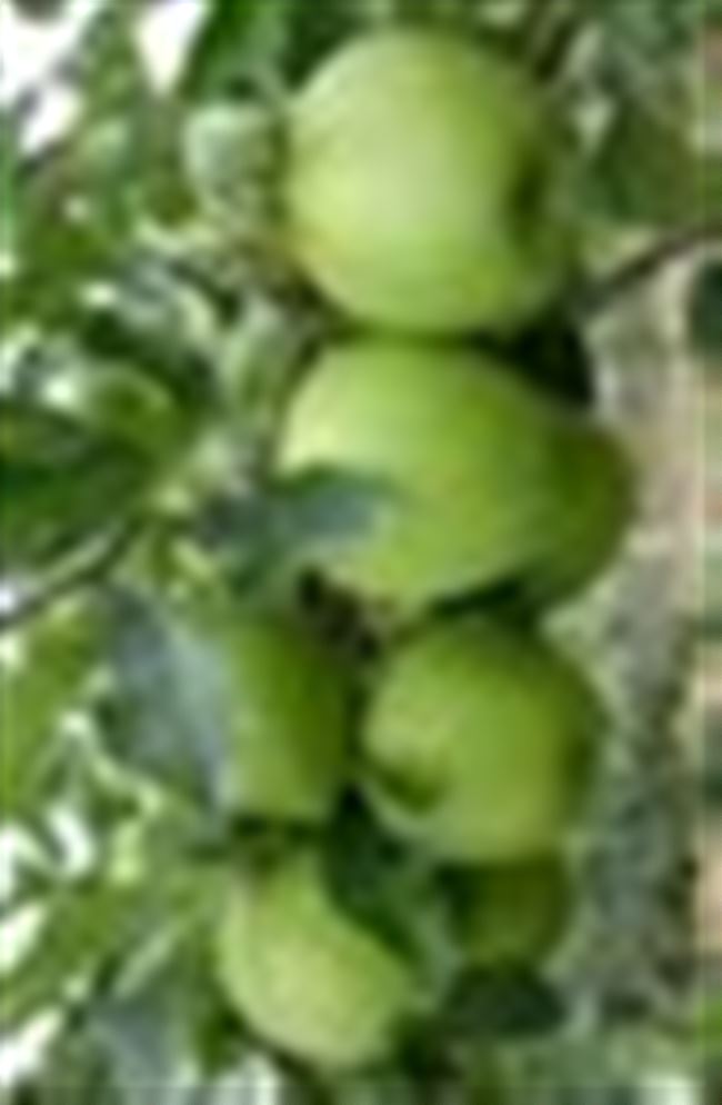 Яблоня колоновидная «Лукомор»