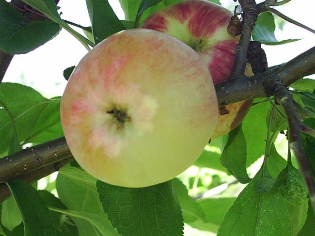 Сорт яблони: Мана