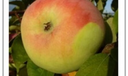 Ах, какое вкусное «Мартовское» яблоко: описание сорта и его особенности