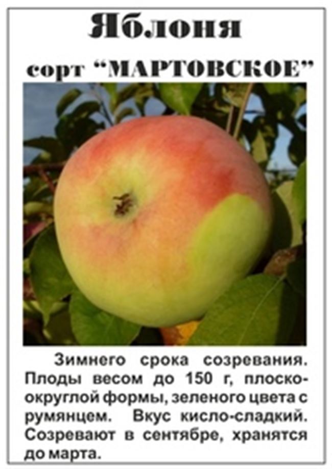 Яблоня Мартовское: описание, фото, отзывы