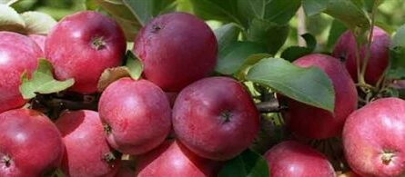 Описание сорта яблони Минусинское красное (Минусинка)